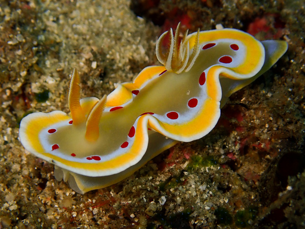 Back in Kabira, Ishigaki Landscape Dives