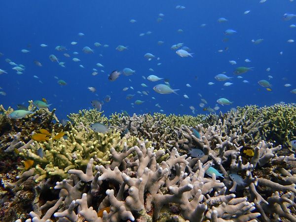 Relaxed Dives in Nagura Bay♪♪