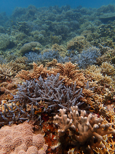 Discover Scuba Dives on Ishigaki’s Coral Reefs☆ A Giant Nudibranch♪