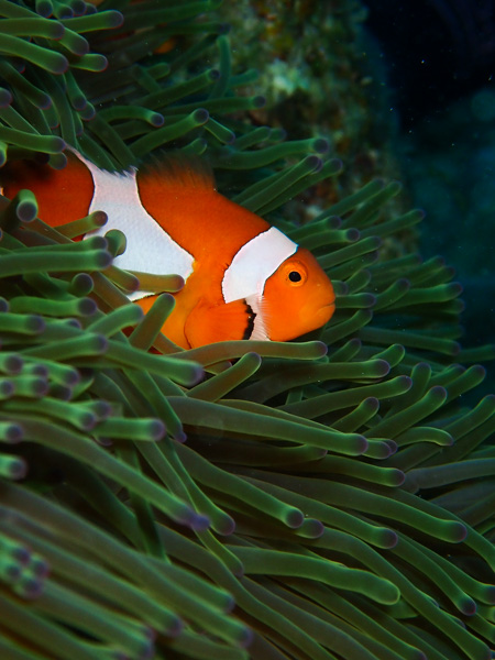 Surrounded ​by Giant Cuttlefishes♪