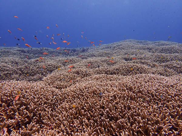 One Group, 2 Days Diving