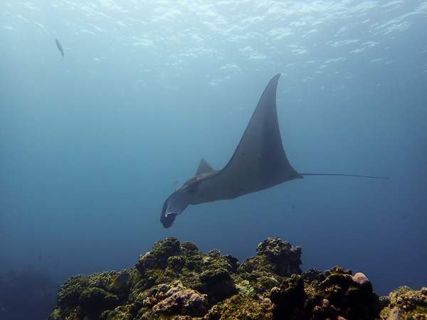 Slow And Steady, Manta Rays☆