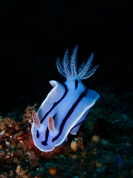 Landscape Diving in Ishigaki