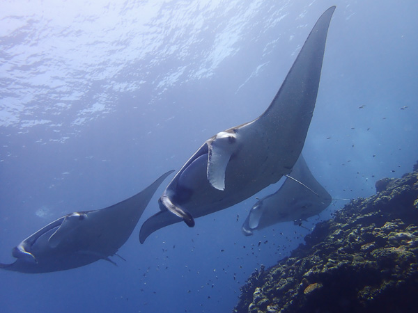 Lots of Manta rays! Amazing Discover Scuba Dives