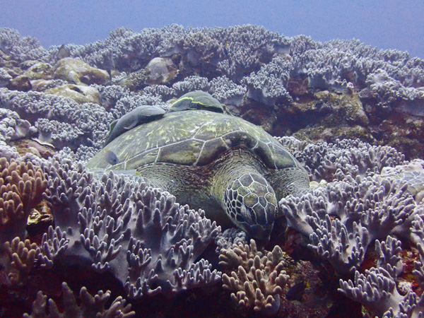 Fun Dives Departing from Kabira Bay