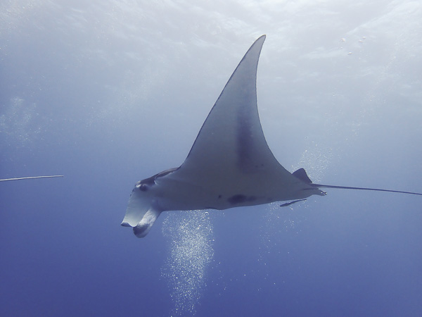 Diving for the Whole Family