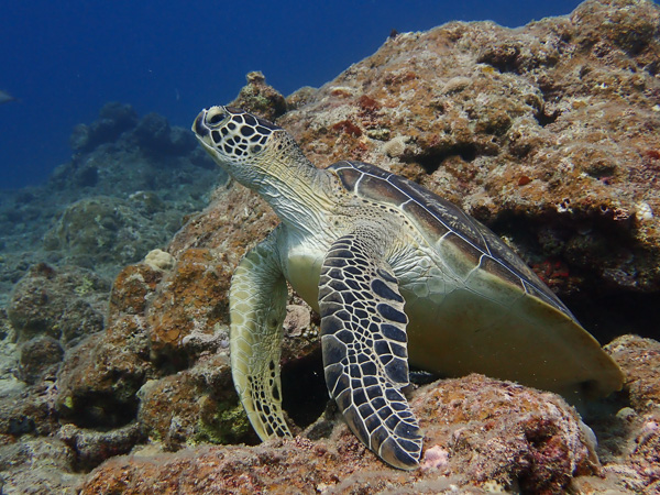 Two Sleepy Green Turtles