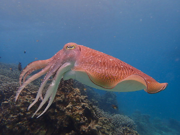 体験ダイブでたくさんの生き物に会える！？