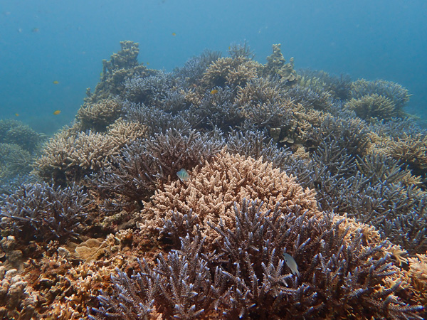 Cold Winds but the Diving is Still Good