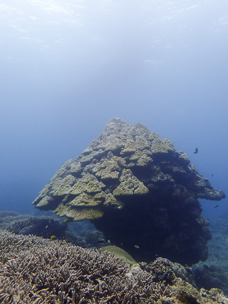 The Waves are Finally Down! Fun Dives