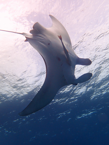 Great Visibility and Manta Rays