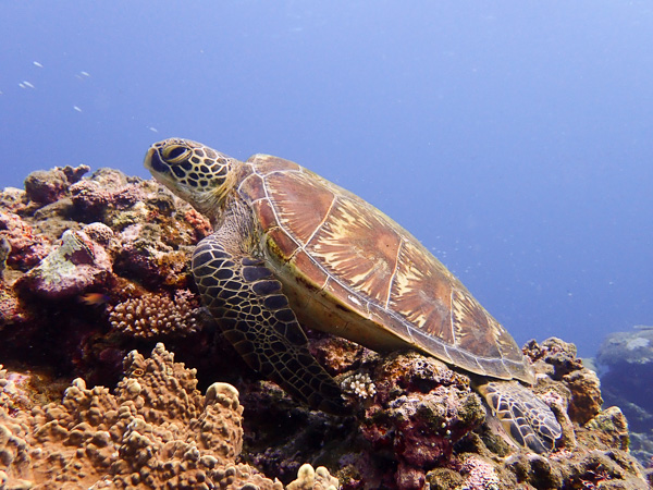 Meeting the Sea Turtles