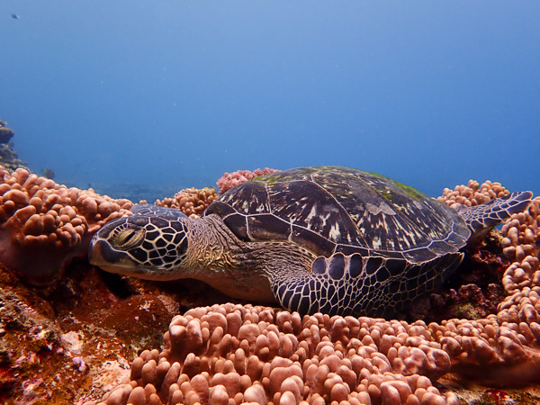 Landscape Diving in Ishigaki