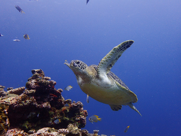 Diving in Strong South Wind