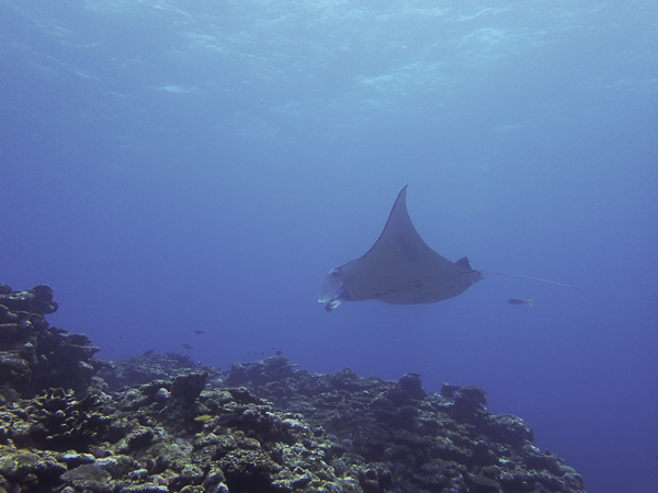 Finally the Manta Rays are Back in Ishigaki