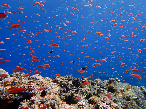 Family Diving Holiday