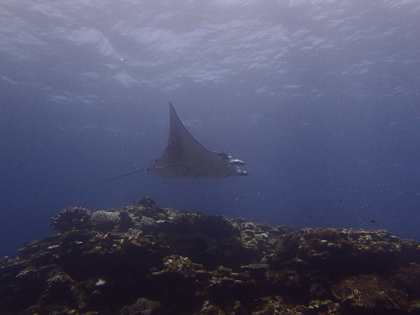 Both Manta Ray and Turtle on Today’s Dives