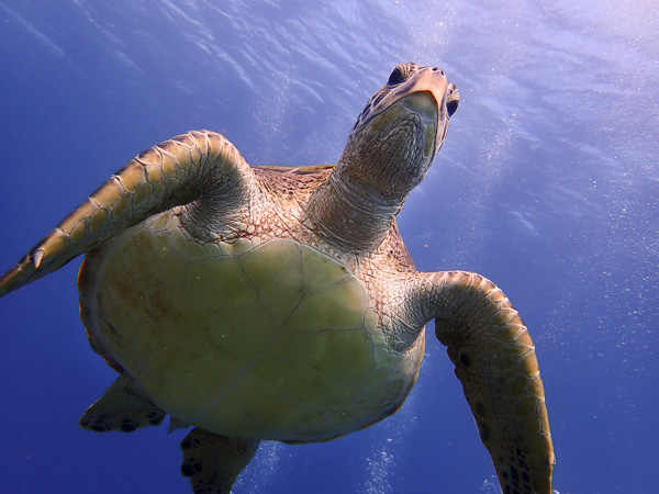 Too Close! Very Curious Turtle on Today’s Discover Scuba Dives