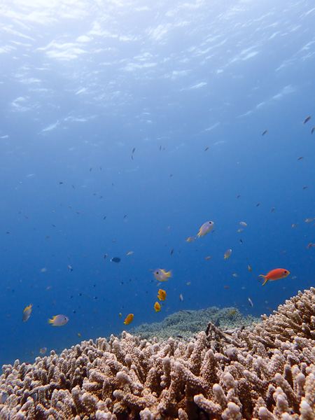 Fun Dives at Yonehara and Manta Point