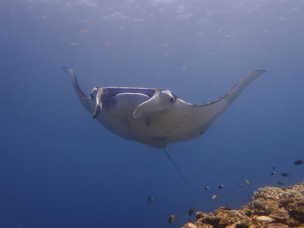 Flat Sea! Manta Rays!