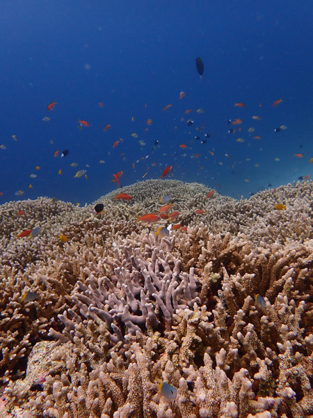 Blue Sky while Diving, then Sudden Rain