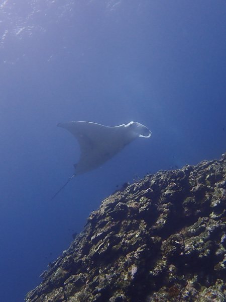 Mantas and Turtle on Discover Scuba Dives