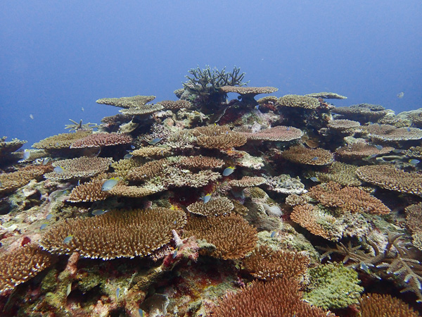 Fun Dives Before the Typhoon