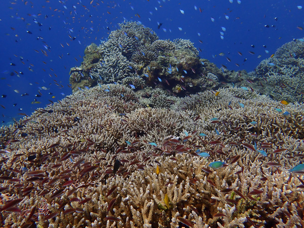 Two Days of Fun Dives in Ishigaki