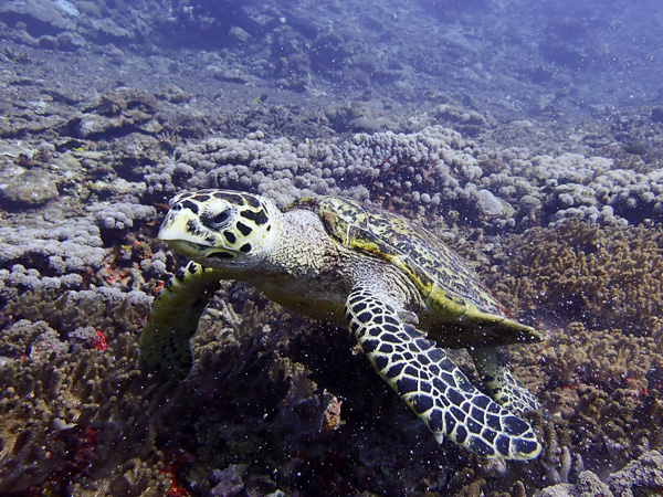 やっと穏やかになってきました海日記