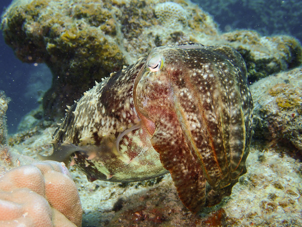 Open Water Diver Course and Fun Dives