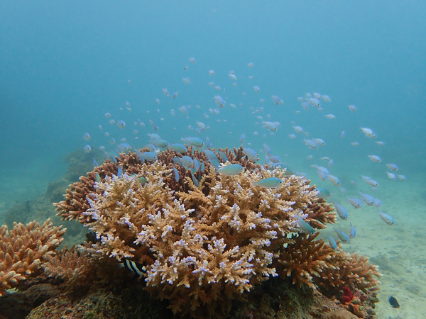 First Dives After the Typhoon