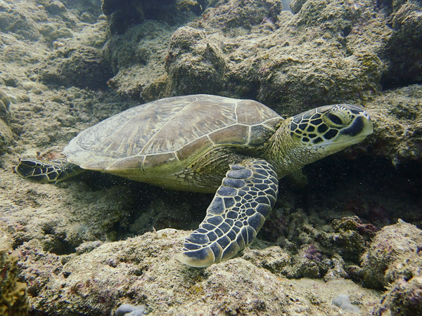 Discover Scuba Dives with Turtles