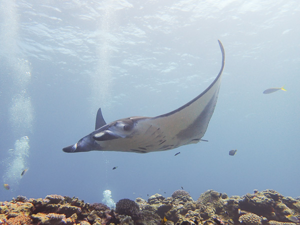 Fun Dives on a Sunny Day