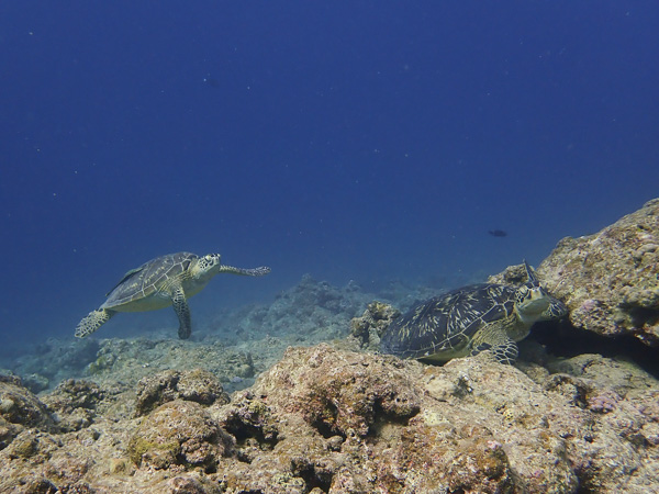 Turtles Competing Over Best Place to Rest