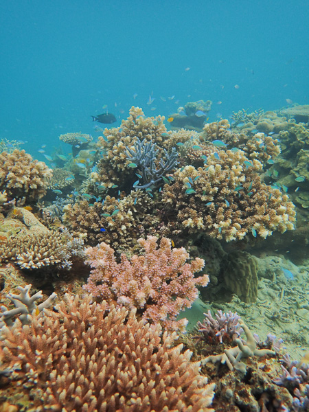 A Magical Coral Garden