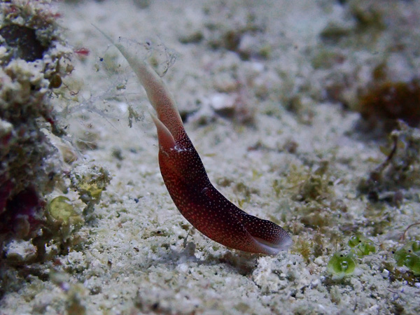 Strong Winds on Today’s Dive Trip