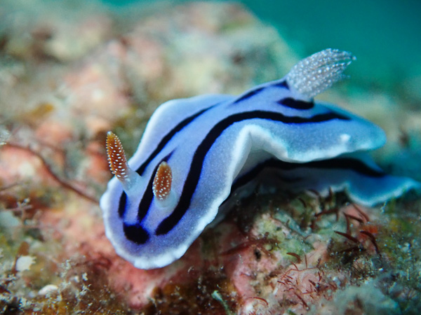 Lots of Critters in Ishigaki’s Osaki Area