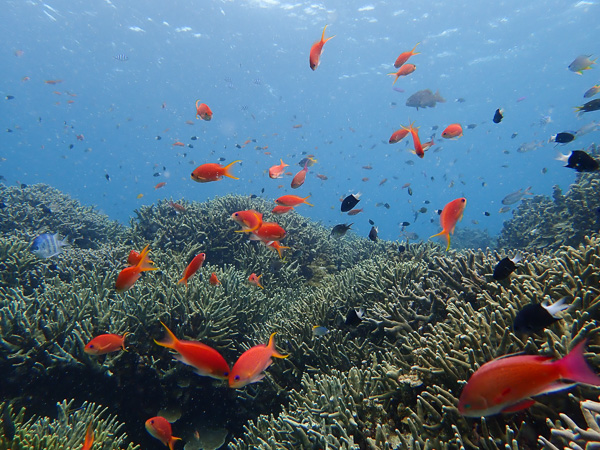 North Wind Again, Fun Dives Departing from Sakieda