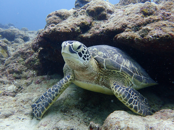 Discover Scuba Dives with Sea Turtles