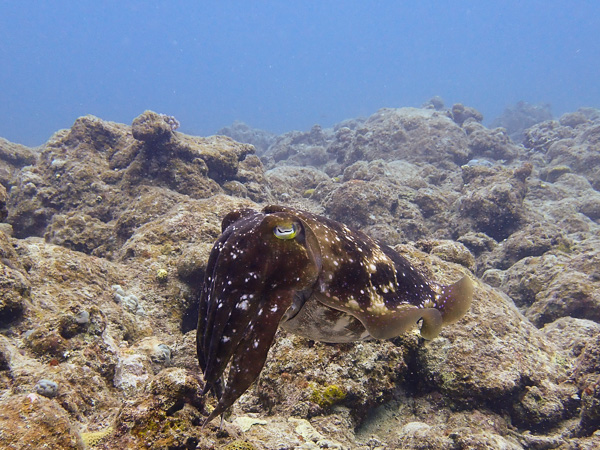 Calm ocean Diving Ishigaki