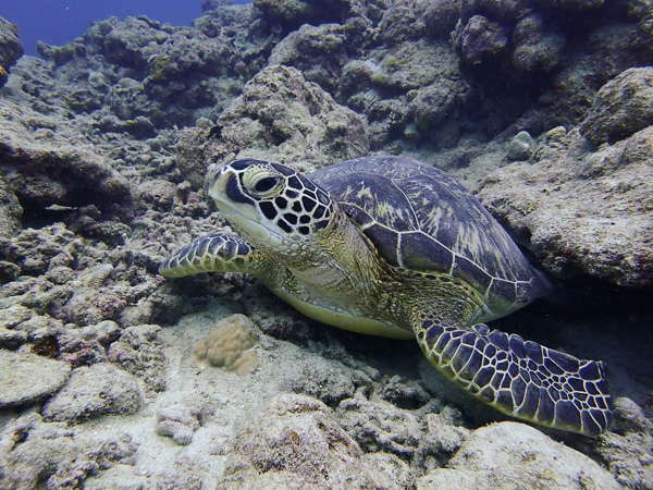 Did some discover scuba dives this morning before the sea got too rough!