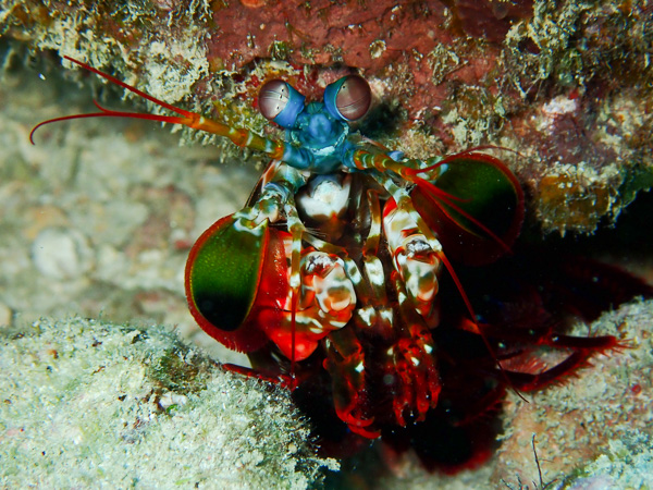 Fun dives with refresher course