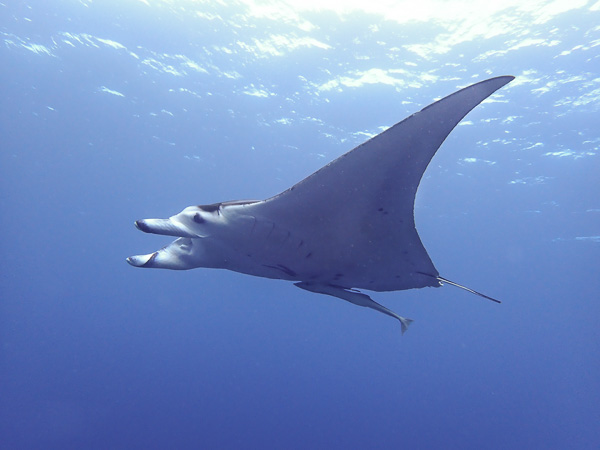 Last chance to see manta rays this year?!