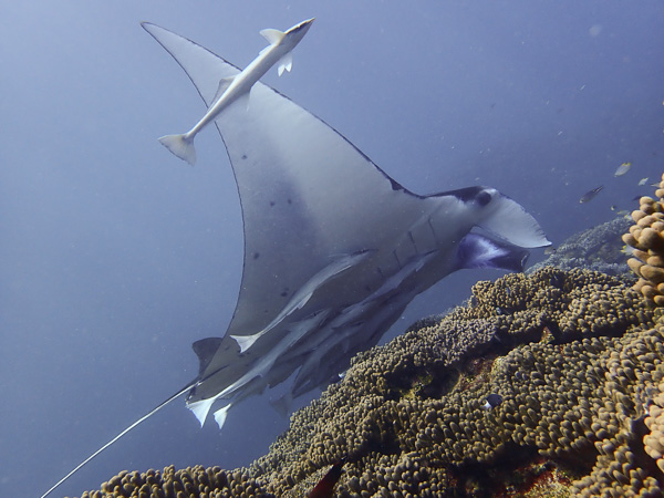 All I Want for Christmas is Manta Rays