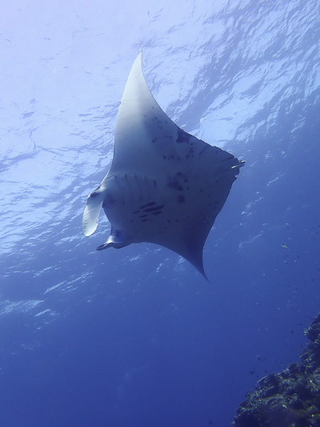 First Manta Ray this year