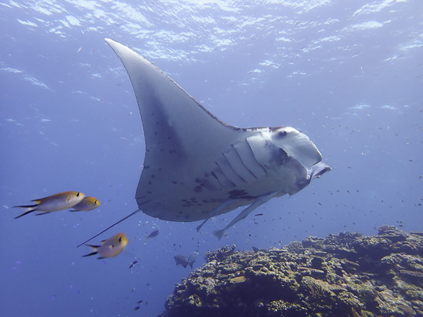 Discover scuba dives with manta rays. In January!