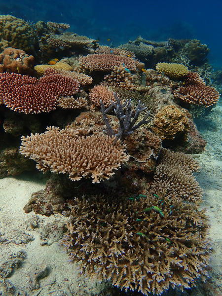 Colorful Corals