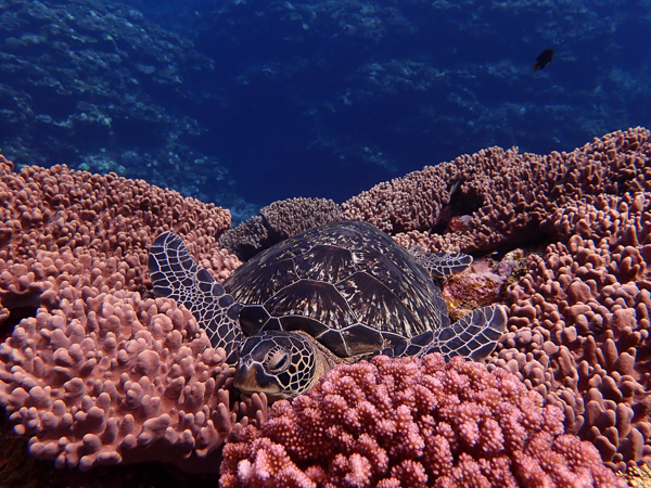 Fun dives under the sun