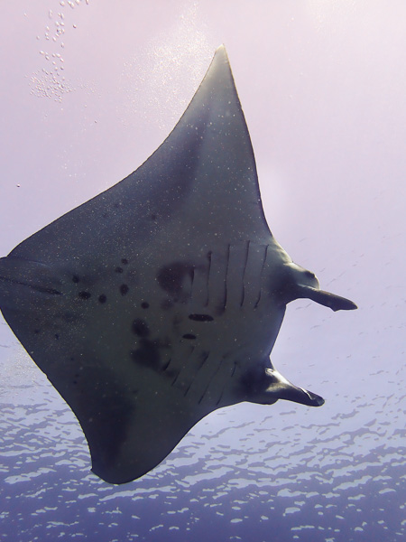 Circling manta on today’s dive