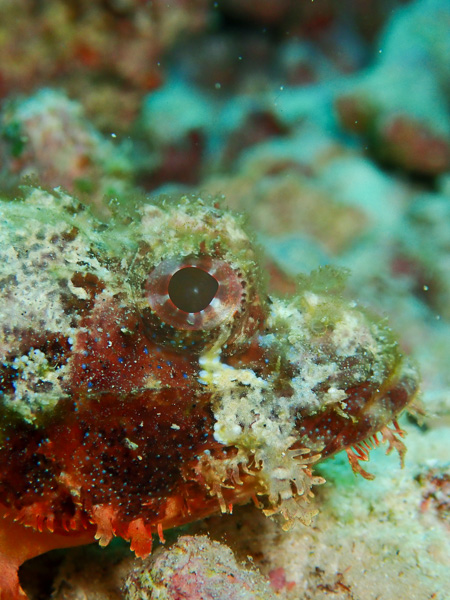 Fun dives in Kabira, Ishigaki